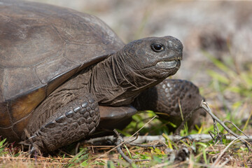 Gopher Tortoise