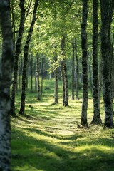 Sunbeams illuminating a path through a lush green birch forest