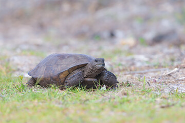 Gopher Tortoise