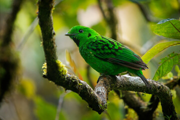 Whitehead's broadbill - Calyptomena whiteheadi bird in Calyptomenidae endemic to the mountain ranges of north-central Borneo, green and black bird nesting in the hanging nests in the forest