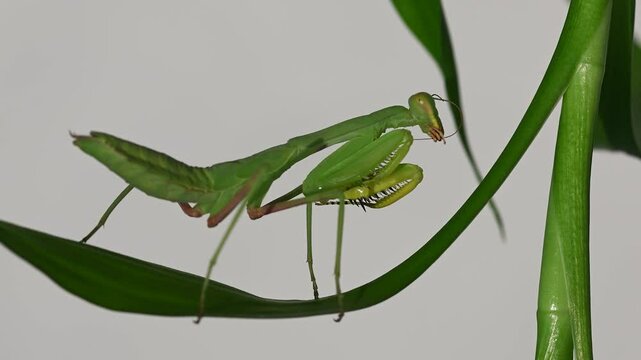 Green colored mantis cleaning its antennae on a green plant. White background.