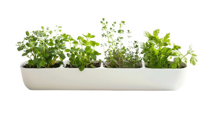 Fototapeta premium Plant pot on white background