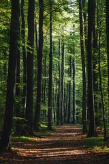 Obraz premium Forest path leading into a lush green woodland with tall trees. Nature, trail, walk, woodland, woods, forest, trees