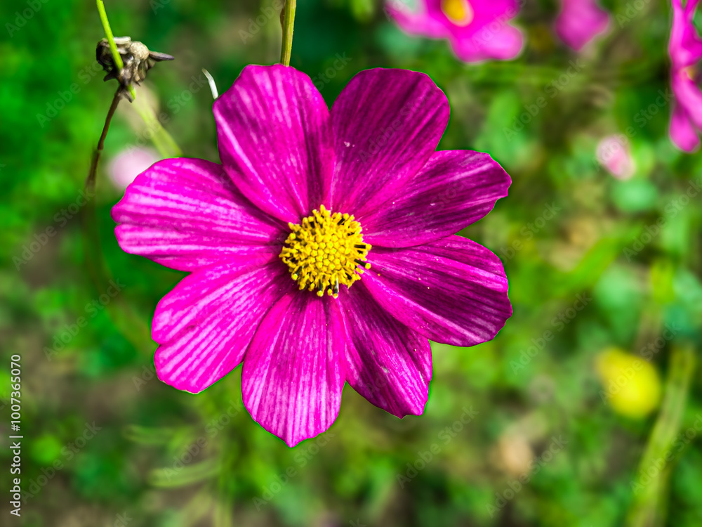 Wall mural pink cosmos flower