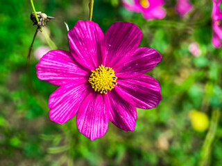 Obraz premium pink cosmos flower