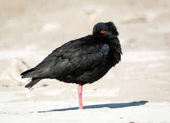 closeup of variable oystercatcher isolated against out of focus beach scene