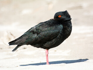 closeup of variable oystercatcher isolated against out of focus beach scene
