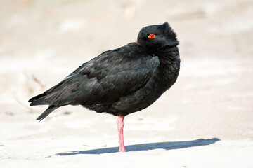 closeup of variable oystercatcher isolated against out of focus beach scene