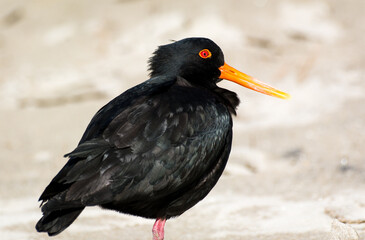 closeup of variable oystercatcher isolated against out of focus beach scene