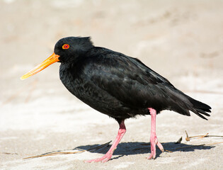 closeup of variable oystercatcher isolated against out of focus beach scene