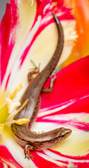 New Zealand striped skink resting on colorful flower