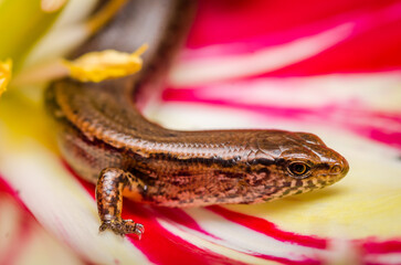 New Zealand striped skink resting on colorful flower