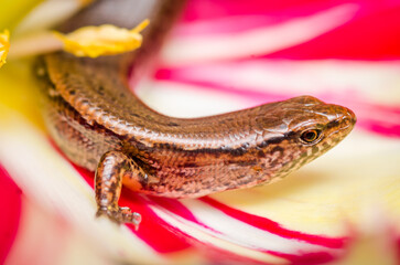 New Zealand striped skink resting on colorful flower