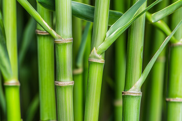 Obraz premium Close-up of vibrant green bamboo stalks, fast-growing plant
