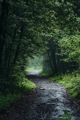 Obraz premium Mysterious forest path with stream and green trees. Nature background and landscape photography