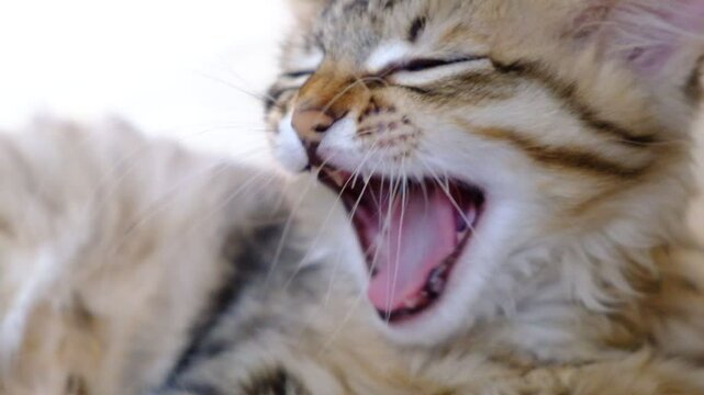 Yawning cat. Relaxing kitten, cute funny pets at home. Soft morning light. Close up	