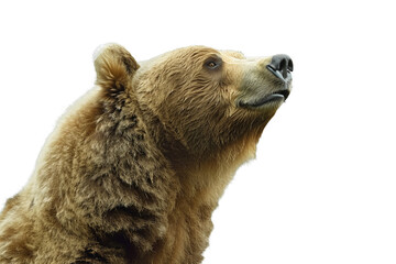 Fototapeta premium Close up of a bear