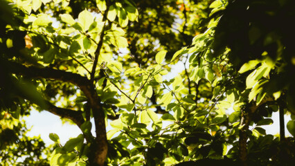 sun shining through trees