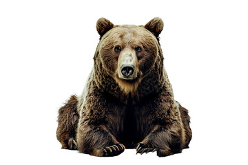 Fototapeta premium Close up of a bear