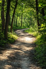 Obraz premium Sunlit Path Winding Through Lush Green Forest