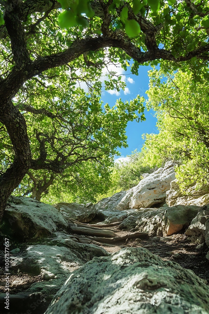 Poster sunlight dappling through lush green trees and rocky path in a forest