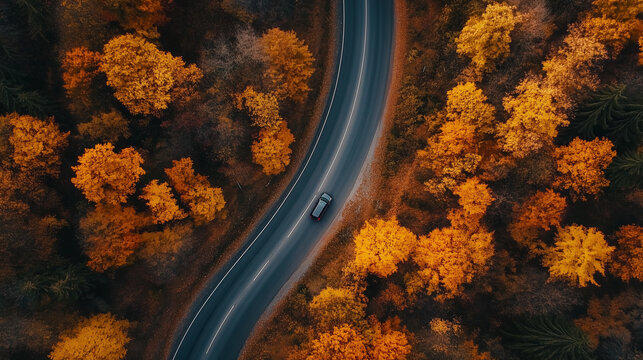 Autumn drive through forest ariel view