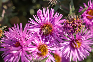 Obraz premium Honey bee gathering pollen on a purple flower in autumn