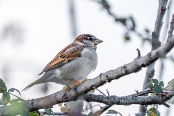 Fototapeta premium Sparrow perched on a tree branch