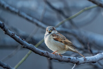 Sparrow perched on a tree branch