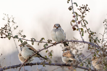 Sparrow perched on a tree branch
