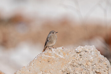 Black Redstart bird perched on a stone..