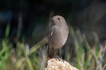 Black Redstart bird perched on a stone..