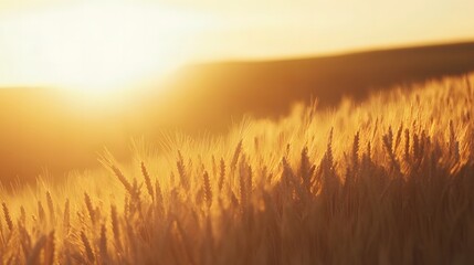 Fototapeta premium A golden wheat field swaying gently in the breeze at sunset, with copy space. Warm golden light. Summer countryside background.