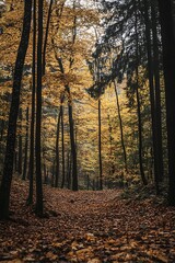 Obraz premium Sunlight through fall leaves on forest path