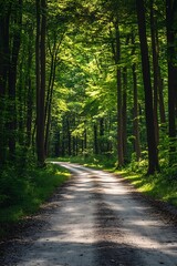 Fototapeta premium Sunbeams through trees on forest road, nature path in woods, sunlight, green foliage