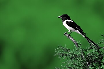 Obraz premium Lanius collaris (common fiscal), Addo Elephant National Park
