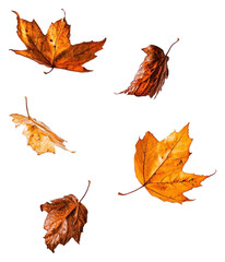 PNG Autumn leaves leaf photography seasonal.