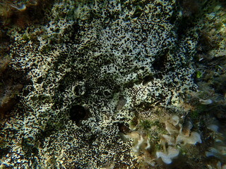 Brown boring sponge (Cliona schmidtii) undersea, Aegean Sea, Greece, Alonissos island, Chrisi Milia beach