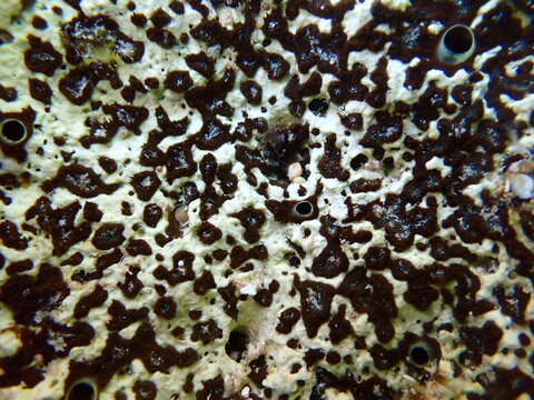 Brown boring sponge (Cliona schmidtii) undersea, Aegean Sea, Greece, Alonissos island, Chrisi Milia beach
