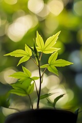 Obraz premium Close up of a small green sapling plant with bokeh background. Concept of growth, nature, and new life.