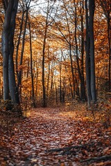Fototapeta premium Autumn Forest Path with Sun Shining Through Golden Leaves
