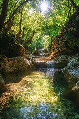 Sunlight streaming through forest canopy illuminating a tranquil stream
