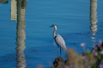 Egret