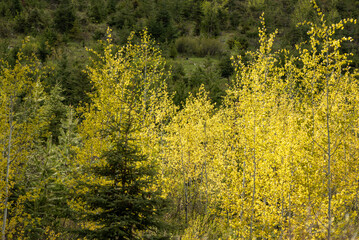 Fototapeta premium Close up view of boreal forest in Alberta with fall coloured aspen (Populus tremuloides) tree leaves at Emerald Lake, Yoho National Park.