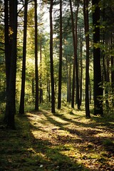 Obraz premium Sunbeams filtering through tall pine trees in a forest