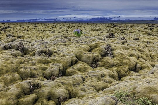 Lupines, lava field, glacier behind, cloudy, Eldhraun, Myrdalsj&ouml;kull behind, Iceland, Europe