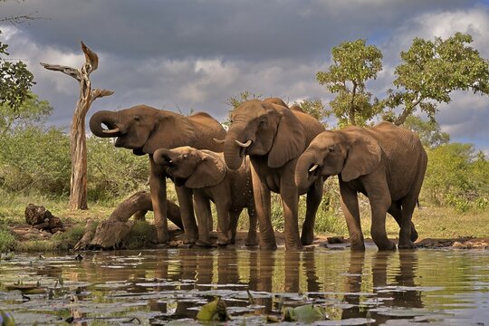 Fototapeta African elephant (Loxodonta africana), adult, juvenile, group, at the water, drinking, Kruger National Park, Kruger National Park, South Africa, Africa