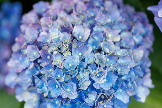 Close-up of vibrant blue hydrangea flowers with intricate petal details
