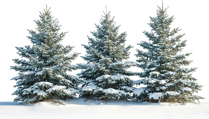 Obraz premium Beautiful Christmas Trees Covered in Snow with White Blank Space