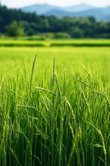 Obraz premium Close up of Green Rice Plants in a Field with a Blurred Background of Trees and Hills